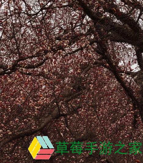 伽罗卧床休息时流出神秘白色分泌物的原因解析